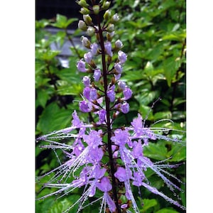 Cat Whiskers - Java Tea'  Live Perennial Plant -  Orthosiphon  - Starter Sz