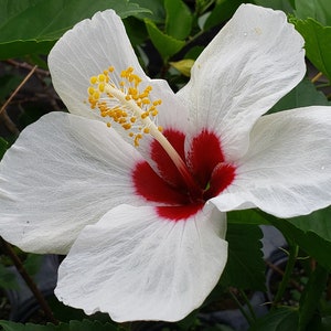 HAWAIIAN DOT Tropical Hibiscus Live Plant Single Pinwheel Flower White Red Throat Melba White Wings