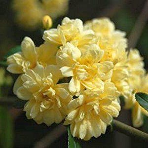 LADY BANKS Old Garden Own Root Heirloom Climbing Rose Bush Plant Yellow Flower