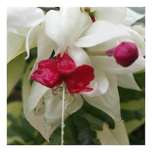 Bleeding Heart Vine VARIEGATED Live Tropical Plant White Red Flower Green Cream Leaves