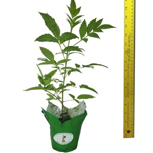 Esperanza Gold Star Texas Superstar Yellow Bells Flower, Butterfly Plant 8-12" Tall image 5