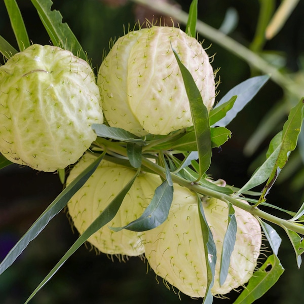Balloon Hairy Balls Swan Milkweed Unusual Starter Butterfly Plant Semi-Tropical