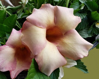 CHOCOLATE SWIRL Allamanda Vine Plant Rare Mauve Cream Pink Blush Trumpet Flower