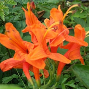Cape Honeysuckle  Live Semi-Tropical Plant Red Tecoma Capensis Orange Flower 8-12" Tall