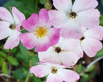 Ballerina Musk Rose Live Plant - Shade Tolerant Heirloom Shrub - Pink White Clusters Own Root