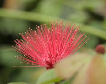 Powder Puff RED DWARF Flowering Shrub Plant  Attracts Hummingbirds Butterflies Starter Size