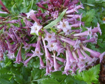 Jasmine PURPLE CESTRUM Day Blooming Live Tropical Flowering Plant Shrub Fragrant Lavender Mauve Bloom