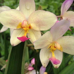 May include: Close-up of several cream-colored orchid flowers with purple-pink accents. The flowers have yellow and red centers with a pink lip. Green leaves and foliage are in the background.