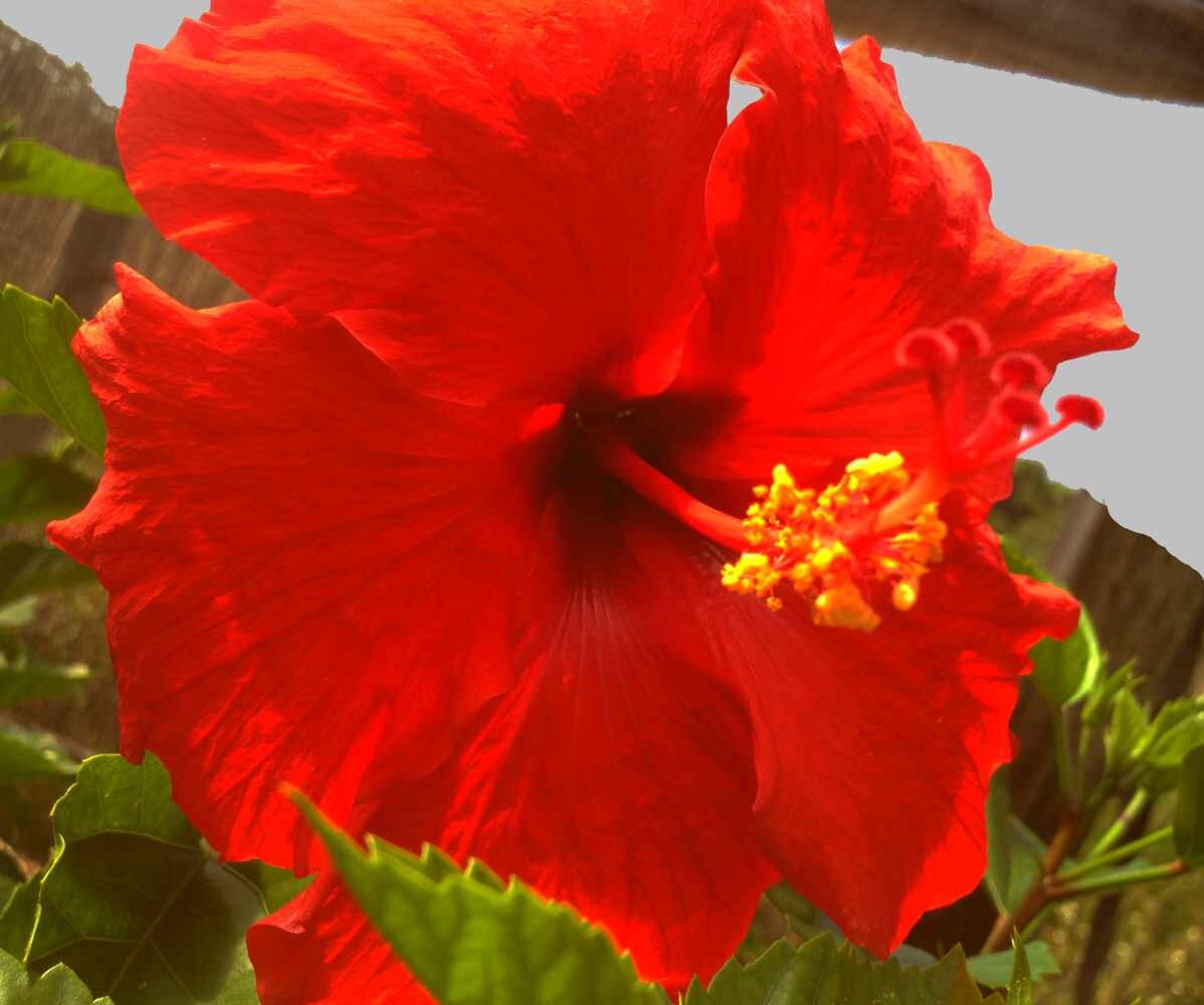 Brilliant Red Tropical Hibiscus Live Plant Single Flower Etsy