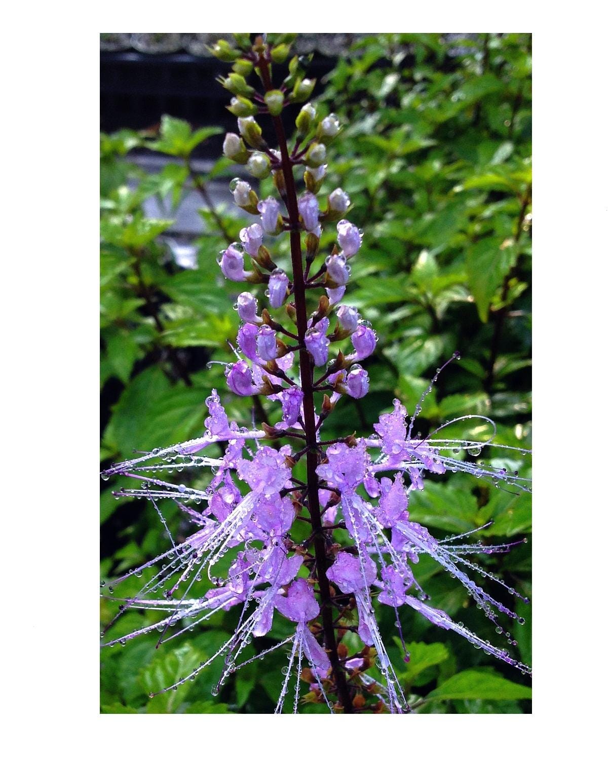 Cat Whiskers LAVENDER Orthosiphon Java Tea Live Perennial Plant