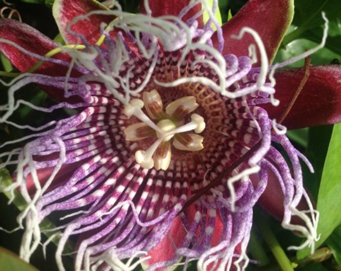 QUADRANGULARIS Tropical Passion Flower Vine Live Plant Etsy