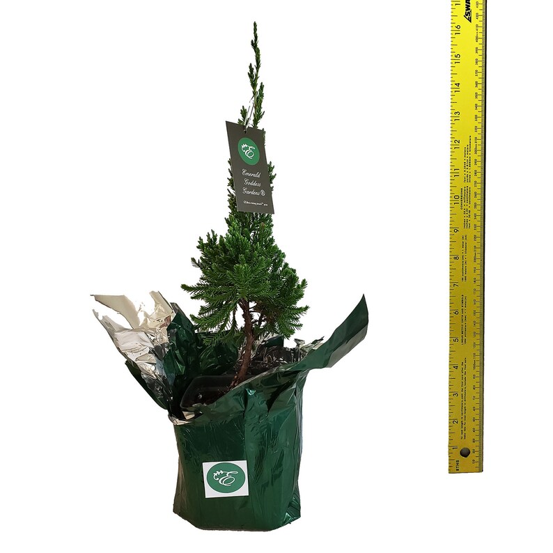 Green Robusta Juniper Tree Cold Hardy Unique Spiral Growth Habit 1 Live Starter Size Plant Quart Pot Emerald R image 3