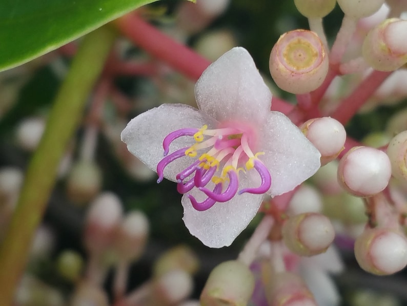 4 Inch Pot Plant Emerald tm MALAYSIAN GRAPE ORCHID Unusual Live Tropical Plant Pink Flower Purple Ornamental Inedible Berry Starter Size 1