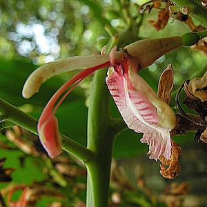 Spice Ginger Herb Live Rooted Plant Alpinia galanga  Actively Growing 4 Inch Pot