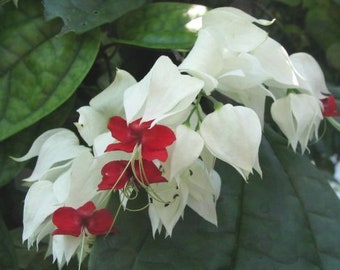 Bleeding Heart Vine WHITE Plant Clerodendrum thomsoniae Unique Flower with Unusual Red Heart-Shaped Center Starter Siz