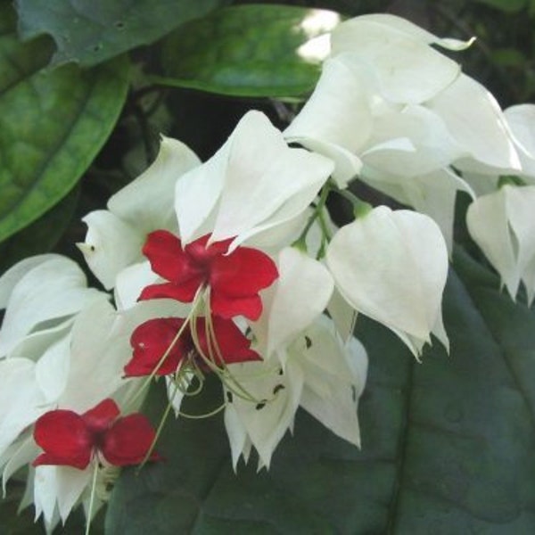 Bleeding Heart Vine WHITE Plant Clerodendrum thomsoniae Unique Flower with Unusual Red Heart-Shaped Center Starter Siz