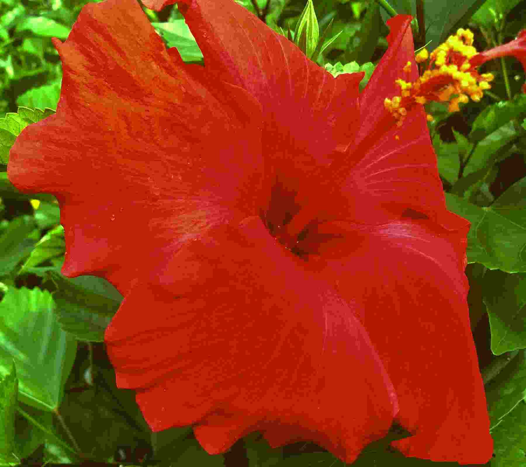Brilliant Red Tropical Hibiscus Live Plant Single Flower Etsy