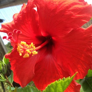 BRILLIANT RED Tropical Hibiscus Live Plant Single Flower Landscape Type