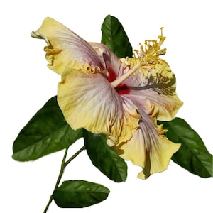 Evangeline Tropical Exotic Hybrid Hibiscus, Live Plant, Big Yelllow, Pink  Fancy Flower, 8-10" Tall, 4" Pot
