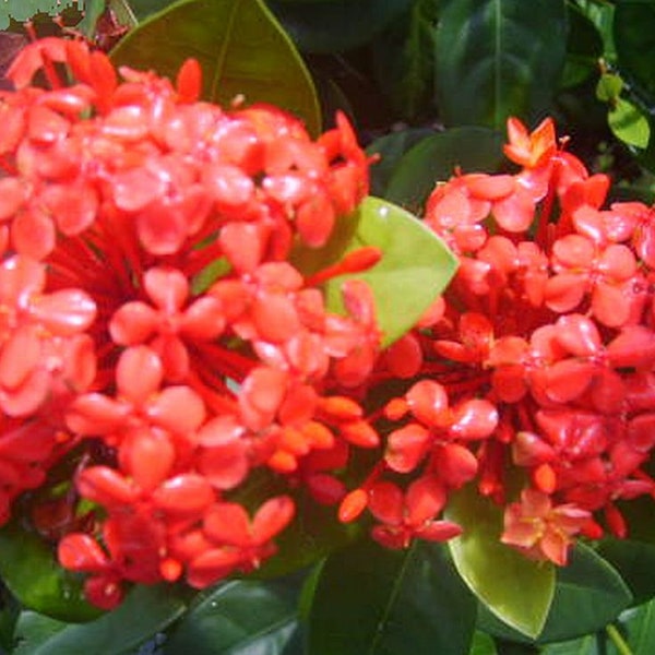 MAUI RED Ixora Tropical Live Plant Orange Red Flower Starter Size
