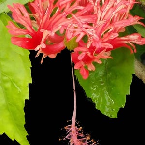 JAPANESE LANTERN Schizopetalus Hiibiscus Live Tropical Plant Rare Species Red Fringed Single Flower