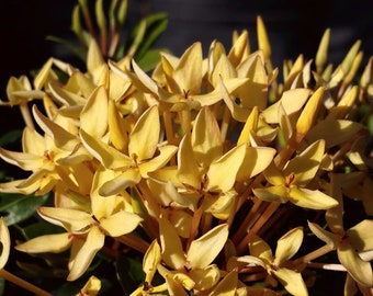 DWARF YELLOW Ixora Miniature Taiwanensis Tropical Low Growing Flowering Shrub Live Plant Starter Size