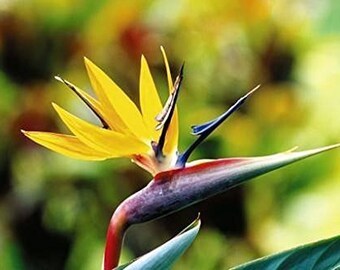 MANDELAS GOLD Rare Yellow Bird of Paradise Tropical Plant Unusual Large 6 Inch Pot