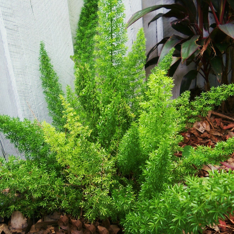 FOXTAIL FERN Cat Tail Asparagus Tropical Drought Tolerant | Etsy