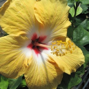 YELLOW WING Heirloom Tropical Landscape Hibiscus Bush Live Plant Single Gold White Red Starter Size image 1