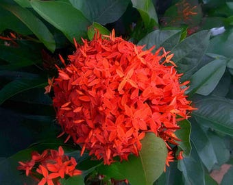 300 Bright Lights Cosmos Flower Seeds - Mixed Colors: Red, Orange, Yellow & More