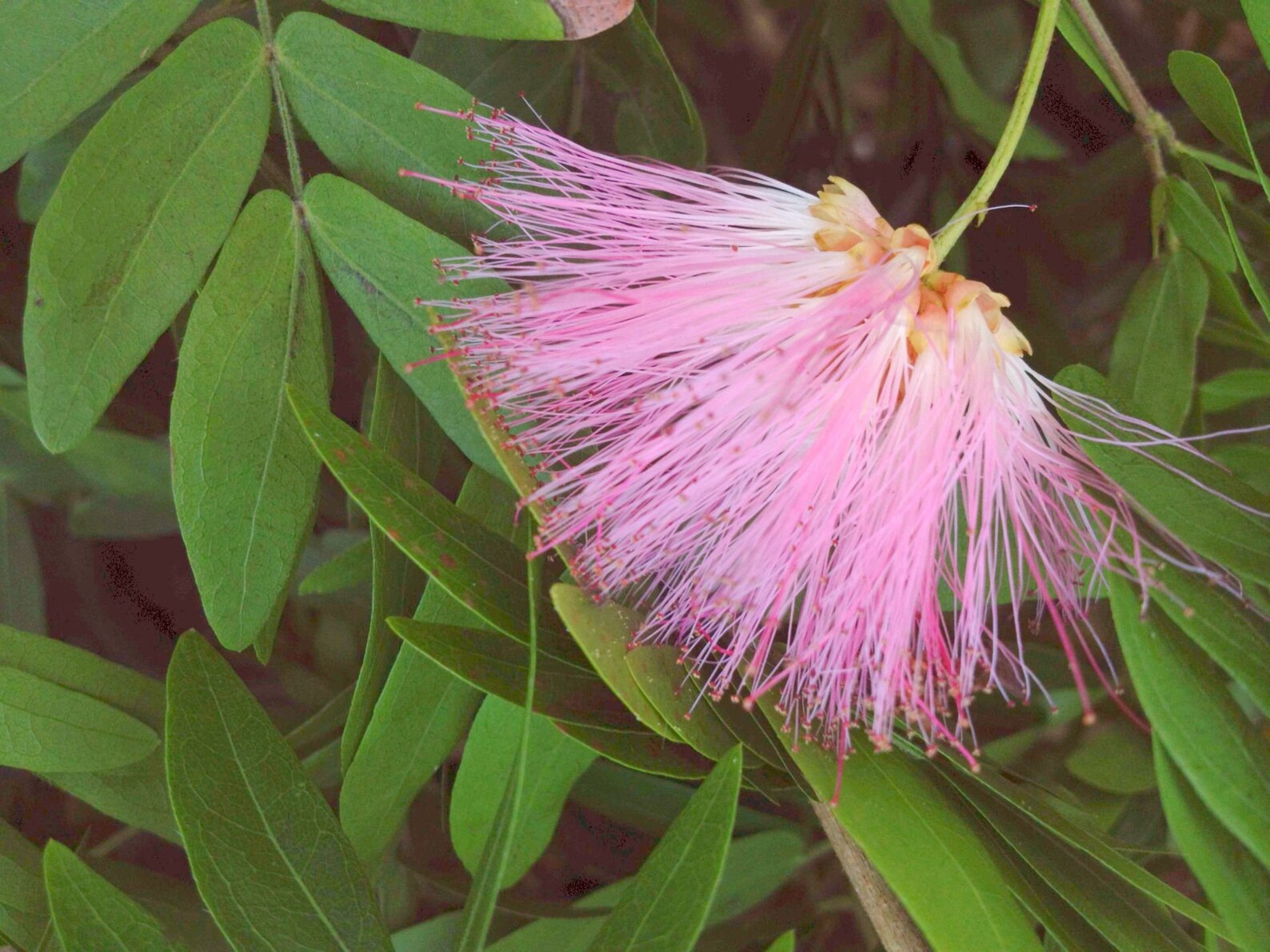 Powder Puff Pink SCHULTZII Tree Live Plant Oriental Rose Etsy