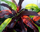STOPLIGHT Heirloom Croton Live Tropical Plant Brilliant Colored Foliage Red Yellow Green Starter Size 4 Inch Pot Emerald TM