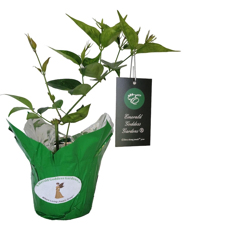 Jasmine STAR Semi-Tropical Flowering Shrub Live Plant Nitidum Shining Windmill White Fragrant Bloom Starter Size image 2