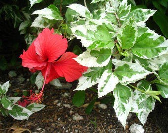 Snow Queen Tropical Hibiscus Live Plant Variegated Green White Leaves and Single Red Flowers Starter Size