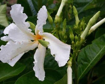 CLIMBING FRANGIPANI Plumeria Tropical White Yellow Flowering Live Vine Plant Fragrant Bloom