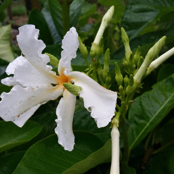 CLIMBING FRANGIPANI Plumeria Tropical White Yellow Flowering Live Vine Plant Fragrant Bloom