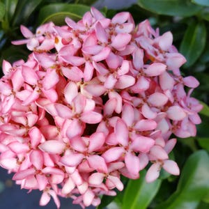 DWARF PINK Ixora Miniature Taiwanensis Tropical Low Growing Flowering Shrub Live Plant