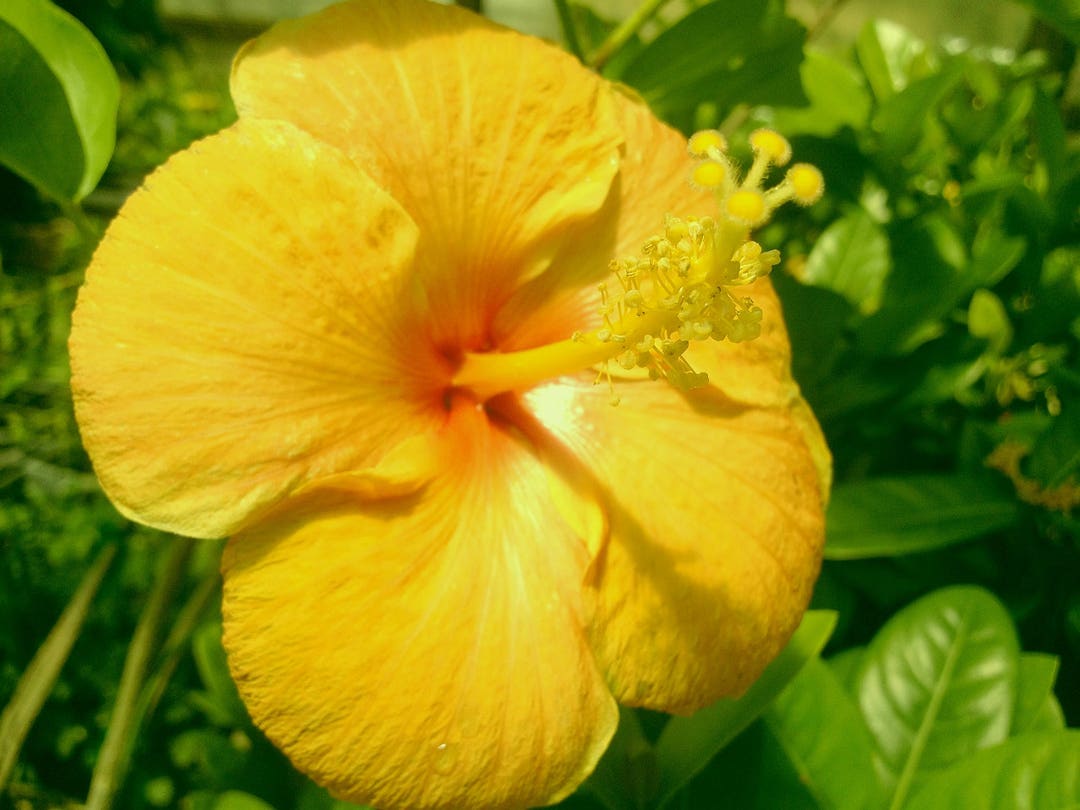 TANGERINE DREAM Tropical Hibiscus Live Plant Single Golden Etsy