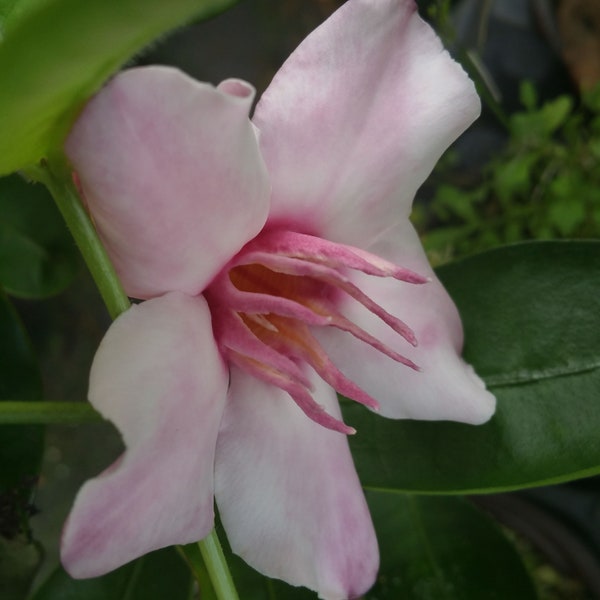 Edit Product DART VINE Fragrant Semi Tropical Live Plant Climbing Oleander Rose Allamanda Strophanthus Pink Flower
