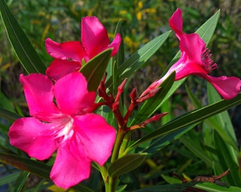 Oleander Nerium CALYPSO Live Semi-Tropical Plant Bright Hot Pink Flowers Salt Tolerant