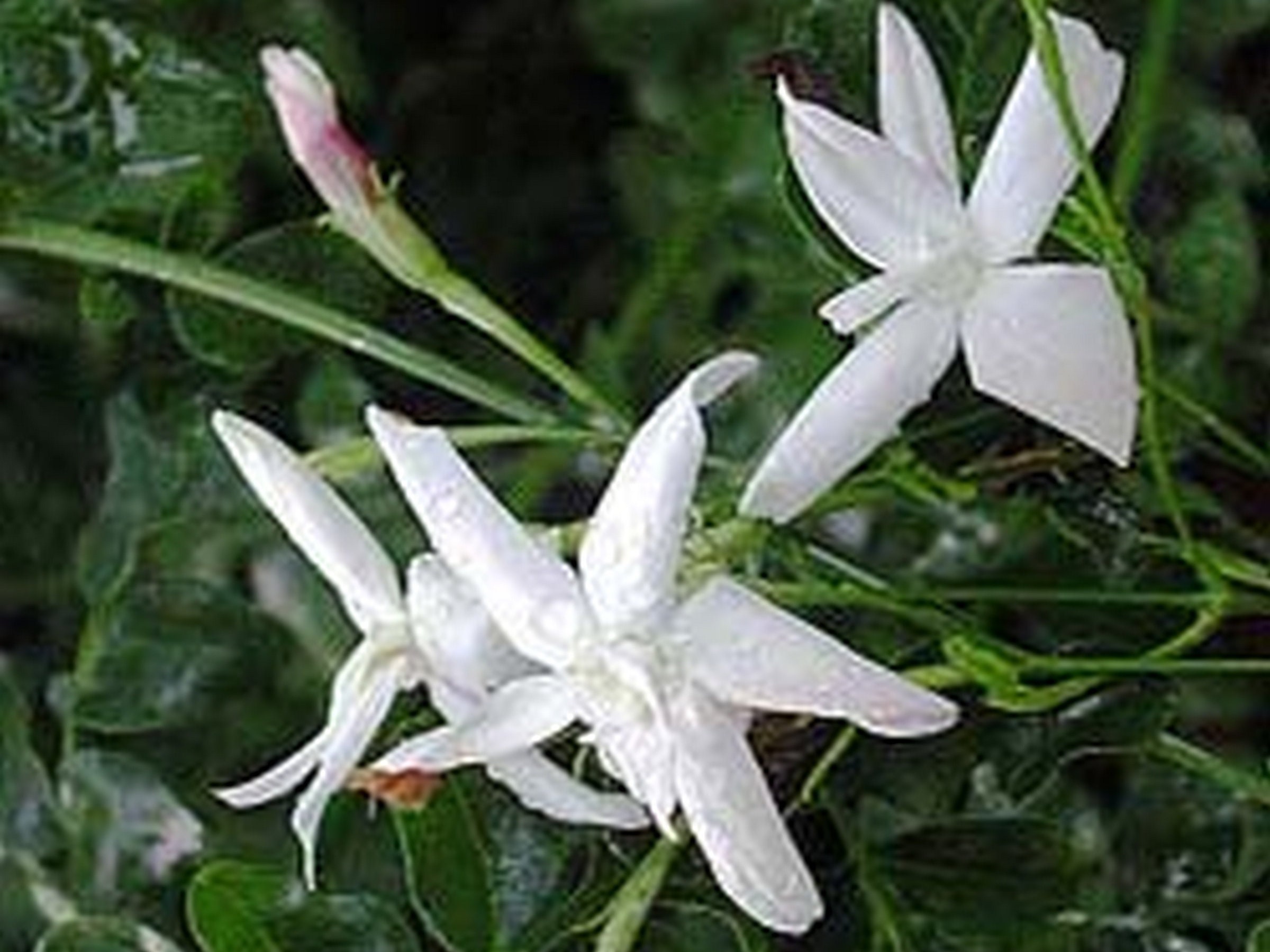 Dried Jasmine Flower Tea Jasminum Grandiflorum Superior Quality Herbs &  Spices -  Denmark
