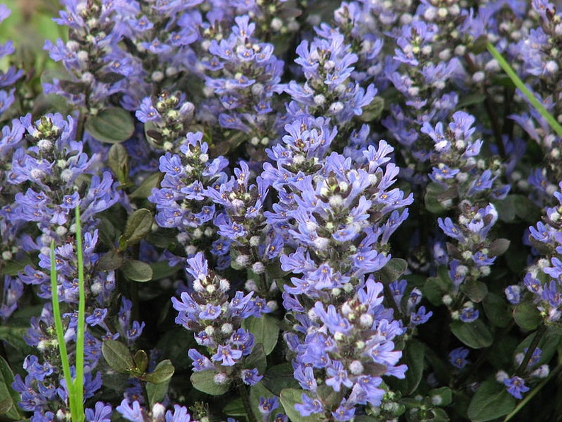 AJUGA CHOCOLATE CHIP Bugleweed Valfreda Shade Garden Ground Cover Live Plant Blue Flowers Bronze Leaves image 4