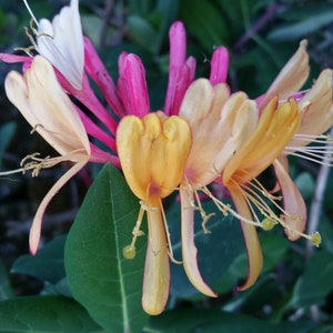 Honeysuckle Vine GOLD FLAME Plant Fragrant Coral Yellow Spring Flowers Starter Size