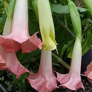Brugmansia PIROSCHKA Dwarf Angels Trumpet Live Tropical Plant Fragrant Peach Pink Single Bloom Starter Size
