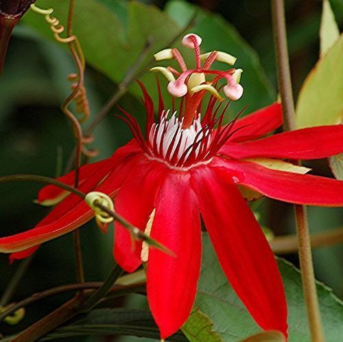 SCARLET FLAME Red Passion Flower Vine Live Plant