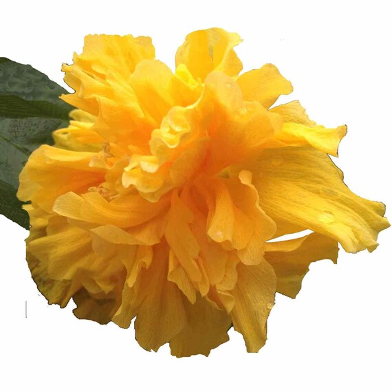 DELITE Double Yellow Flower Tropical Hibiscus Live Plant - Etsy France