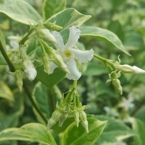 Variegated Southern Jasmine Vine Live Plant Green White Leaves Fragrant  Spring  Flower Starter Size 4 Inch Pot