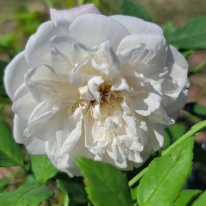 SMITH PARISH Yellow Heirloom Rose Rosa Chinensis Live Plant Bermuda Mystery White Own Root Starter Size 4 Inch Pot Emerald R