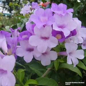 Garlic Vine Live Plant Purple Trumpet Flowers Spring and Fall Starter Size