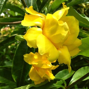 Allamanda Vine Live Plant Semi Tropical STANSILLS DOUBLE Flower Yellow Flower Starter Size